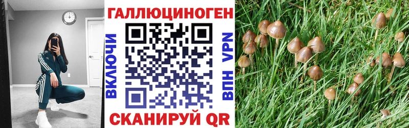 Галлюциногенные грибы Psilocybine cubensis  Новоаннинский 